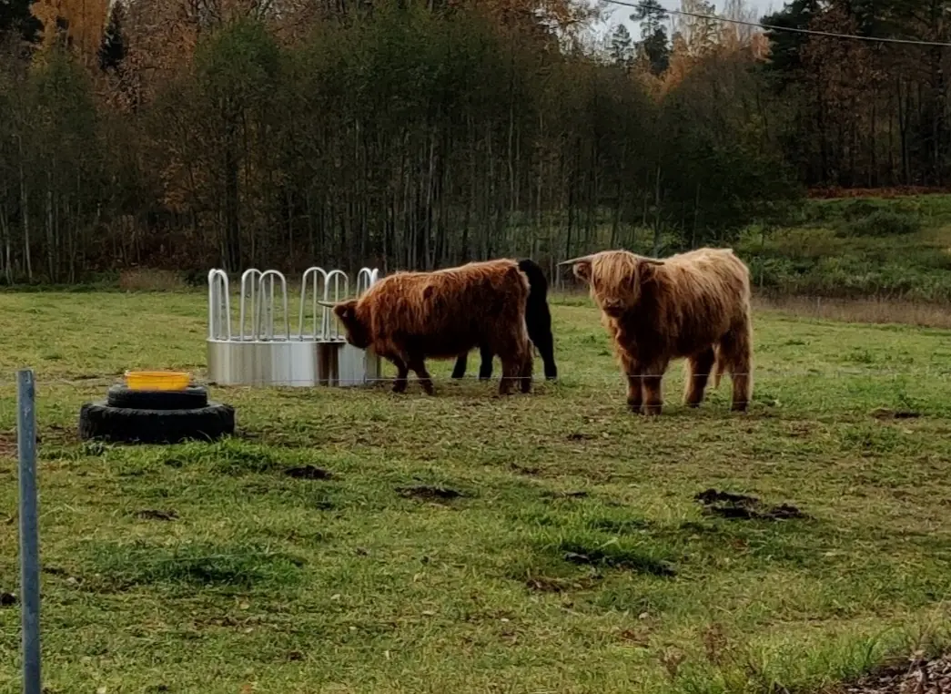 Mägiveised kompaktse söödarõnga juures