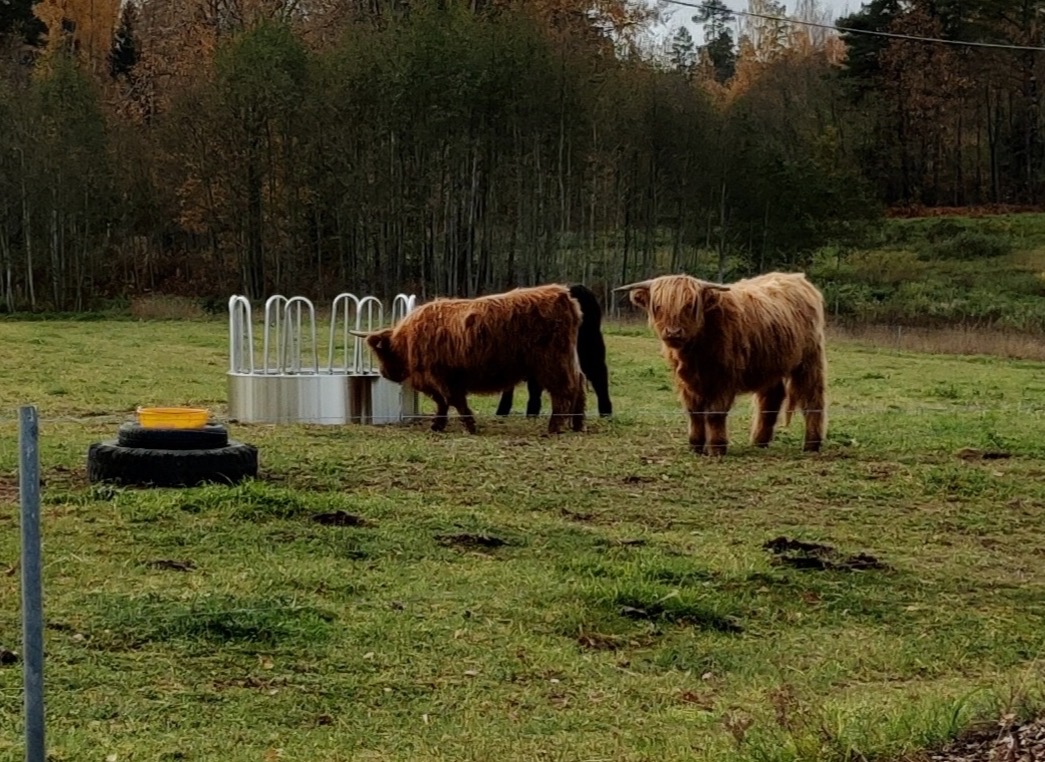 Mägiveised kompaktse söödarõnga juures