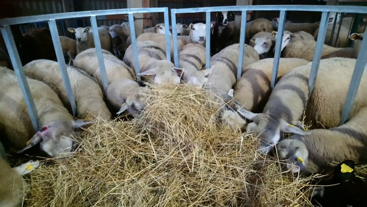 117304527 426762128243915 235711791150563675 N