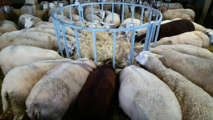 117315617 293662025199318 5323855075778771895 N