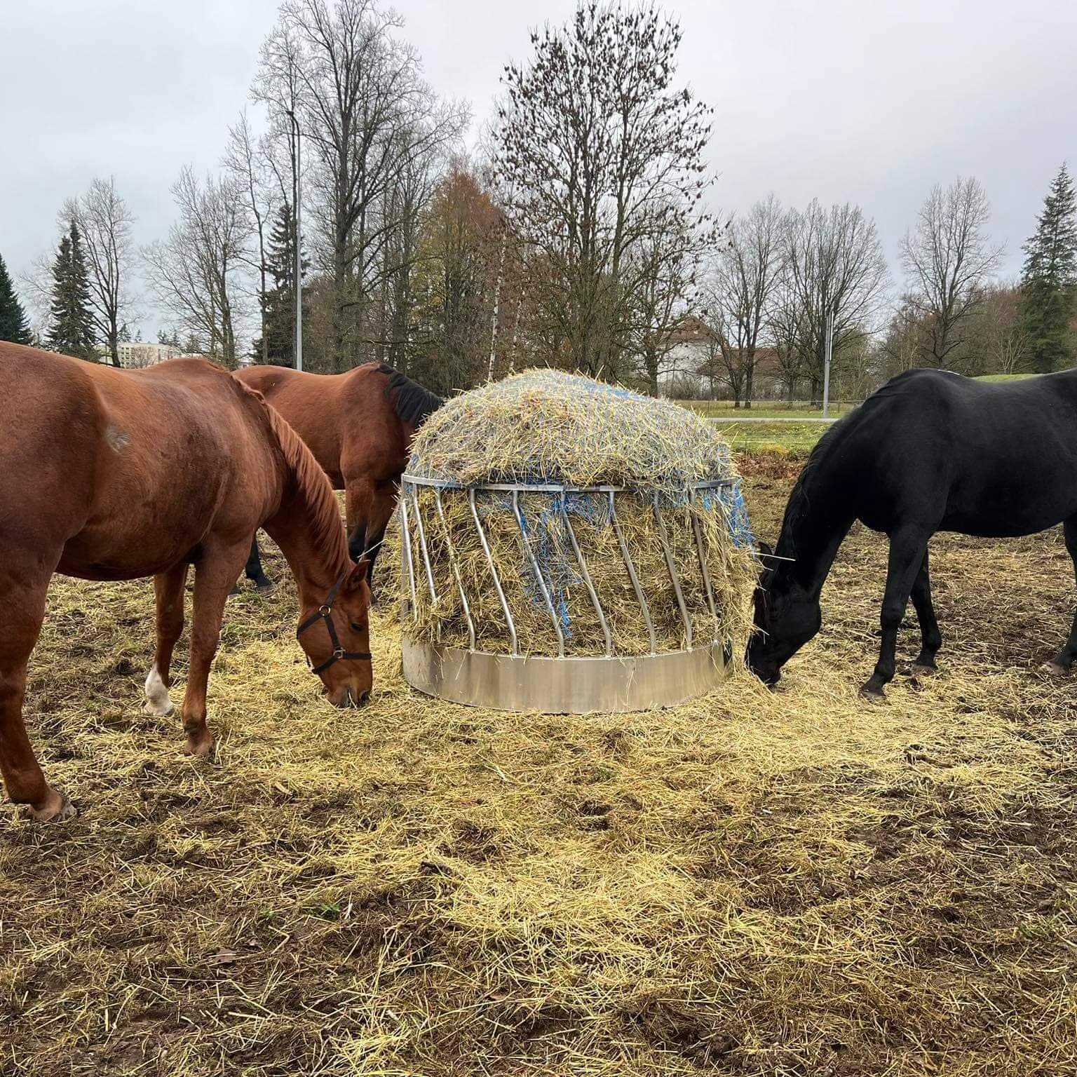 WhatsApp Image 2026 01 24 At 15.59.09